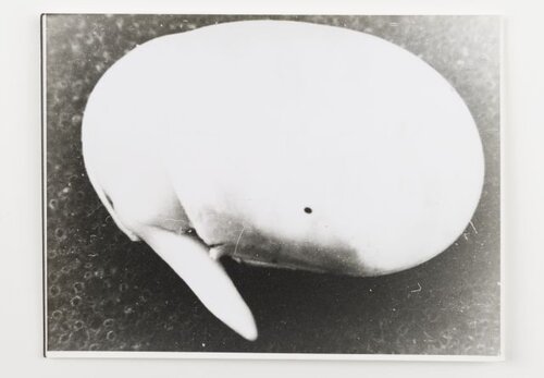 Bohnenpflanze–Keimung 1976