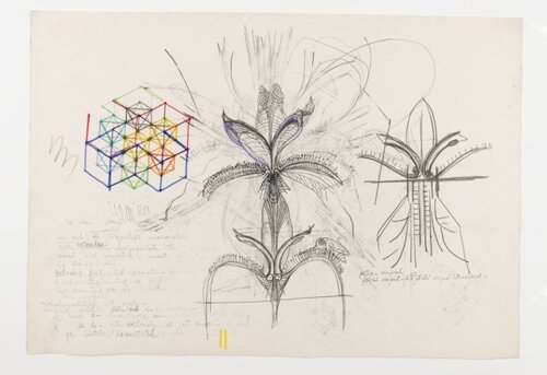 Struktur der Irisblüte 1978