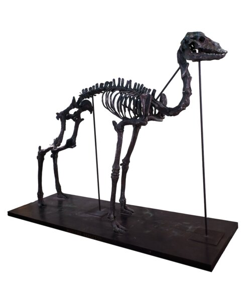  Miocene Skeleton from Agate Springs, Nebraska 1969