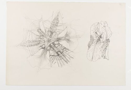 Struktur der Irisblüte 1978