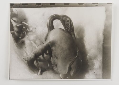 Bohnenpflanze–Keimung 1976
